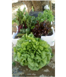 Cesta com 6 a 8 alimentos   ssb