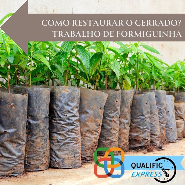 Como restaurar o cerrado trabalho de formiguinha %281%29